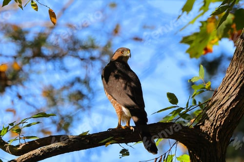 Preview: Majestic hawk perched on a tree branch against a vibrant blue sky with green leaves