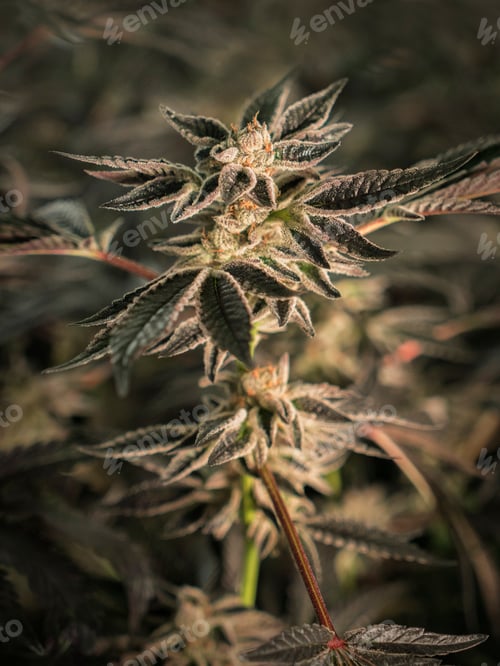 Preview: Close up of cannabis plant and leaves, Cannabaceae, being grown commercially.