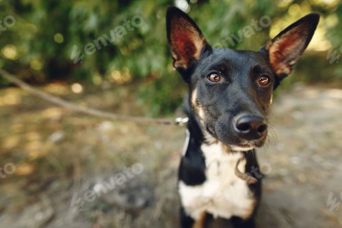 Preview: funny dog from shelter with big ears posing outside in sunny park, adoption concept
