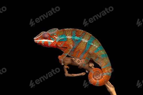Preview: Red and green panther chameleon sitting on a branch on a black background
