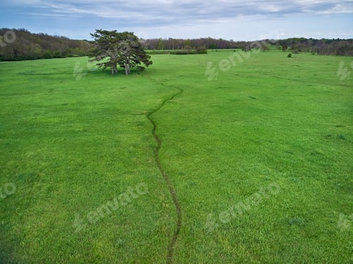 Preview: coniferous trees on a green meadow