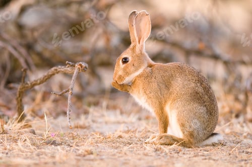 Preview: Closeup shot of a wild rabbit at sunrise on the grass in west Spain