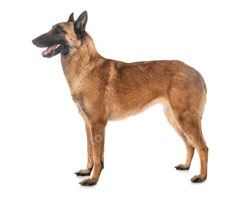 Preview: belgian shepherd malinois