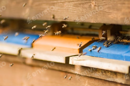 Preview: Honeybee hives (Apis mellifera)