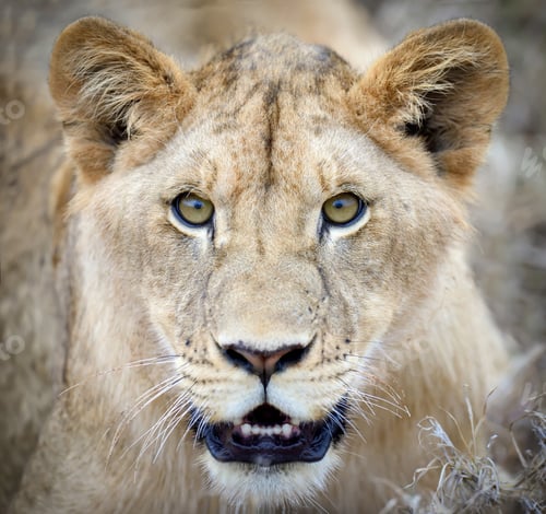 Preview: Lion portrait
