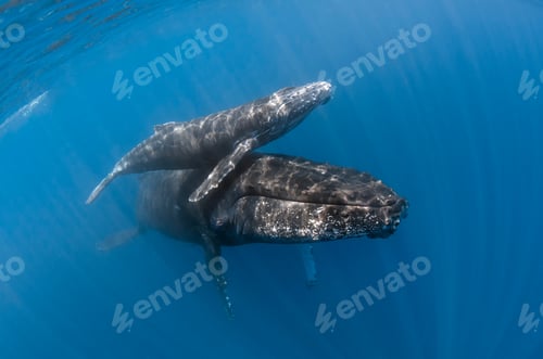 Preview: Mother and calf humpback whale
