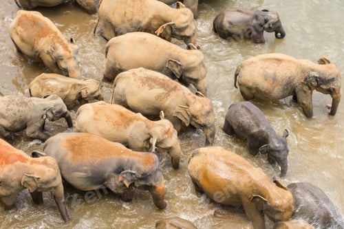 Preview: Group of Asian elephants crossing tropical river. Sri Lanka