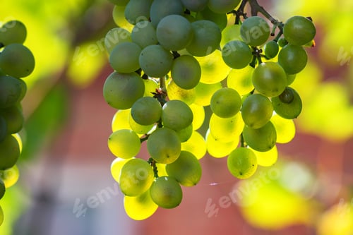 Preview: White grape and sunrays