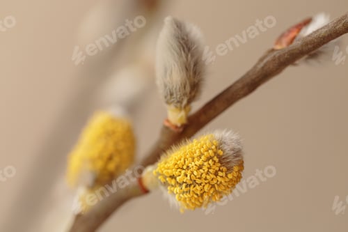 Preview: Close up macro photography of blooming willow