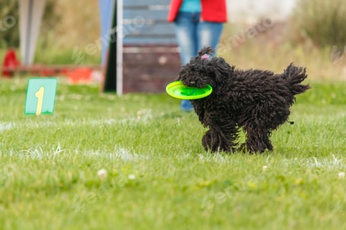 Preview: Dog catching flying disk in jump, pet playing outdoors in a park. sporting event, achievement in spo