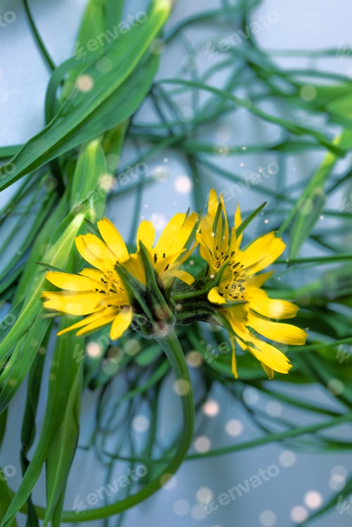 Preview: Vertival photo of yellow flovers.