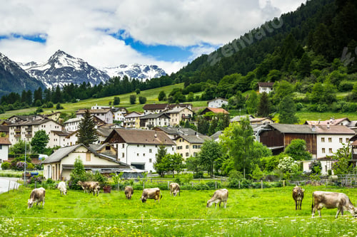 Preview: Cow pasture and Alps in background of Mustair village,Switzerlan