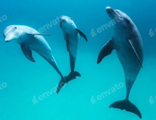 Preview: Three Dolphins Swim Gracefully Underwater in Turquoise Sea