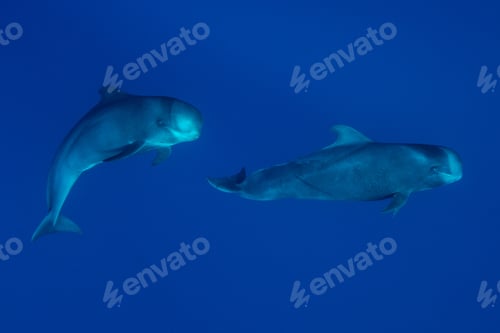 Preview: Sperm whales swimming underwater