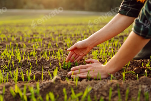 Preview: Farmer holds a young green wheat sprouts in hands checking quality of new crop. Concept of ecology.