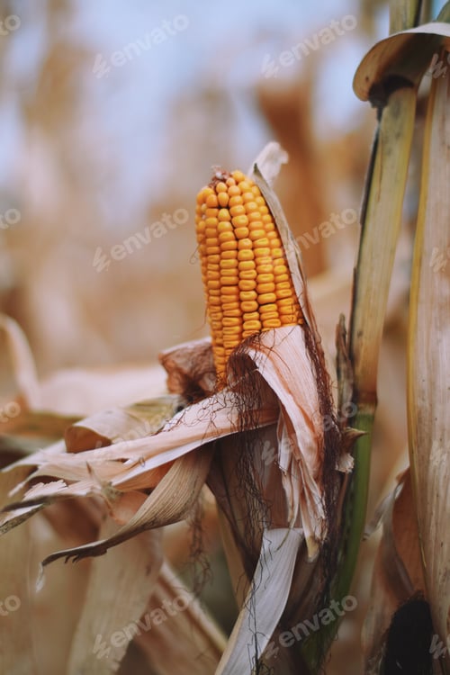 Preview: Mature corn maize ear on a stalk on a farm field
