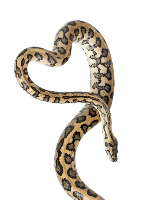 Preview: Python, Morelia spilota variegata,close up against white background