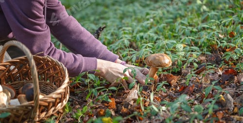 Preview: A woman is cutting a white mushroom with a knife. Hands of a woman, a knife, mushrooms.