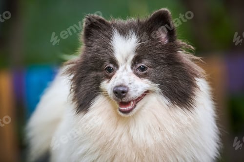 Preview: Pomeranian Spitz dog in garden, close up face portrait