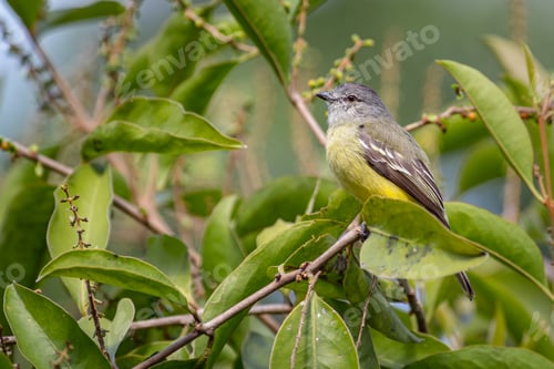 Preview: Small flycatcher hidden between the leaves of a tree