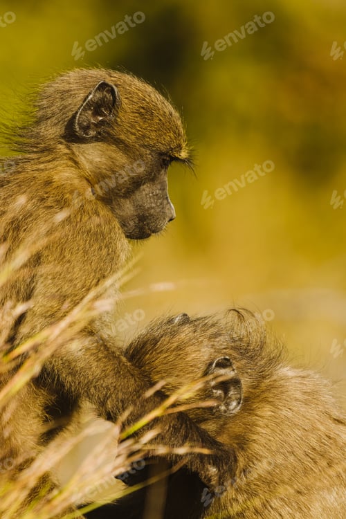 Preview: Monkey