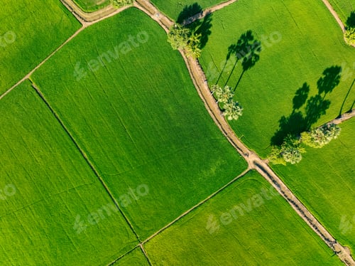 Preview: Aerial view of lush green rice field with small winding canal. Sustainable agriculture landscape.