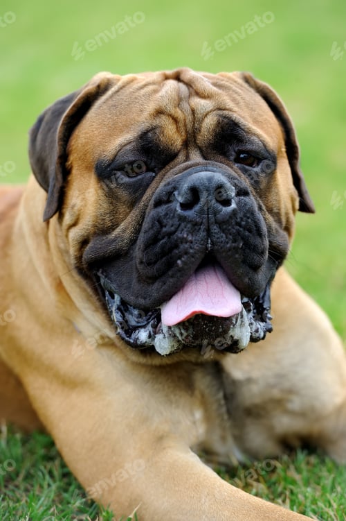Preview: English Mastiff dog