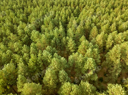 Preview: Greenery deciduous trees on a summer day. Aerial view of the drone as a natural layout