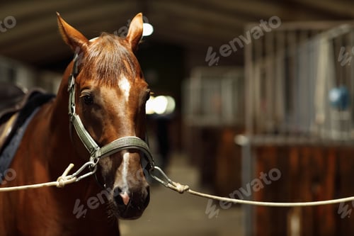 Preview: Head of horse looking over the doors in the stable