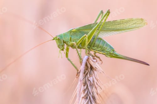 Preview: Great green bush-cricket