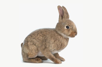 Preview: Alert Brown Hare