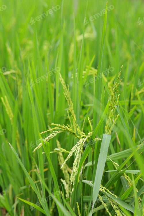 Preview: green paddy rice