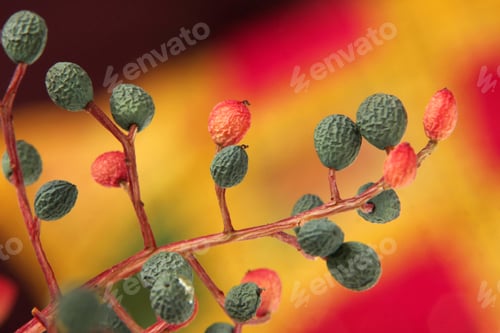 Preview: Pistacia lentiscus isolated on white background