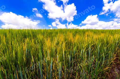 Preview: Beautiful landscape of green organic young corn field. Agriculture and harvest.