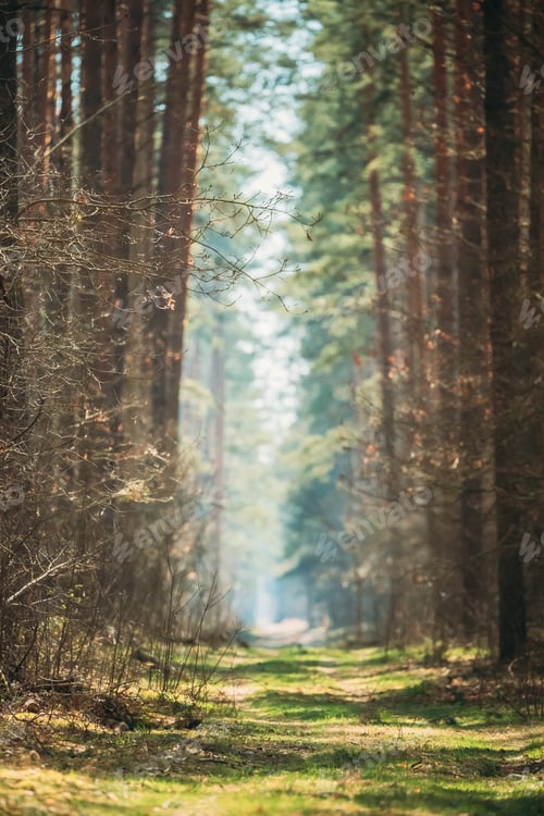 Preview: Road Path Walkway Lane Through Spring Coniferous Forest In Sunn
