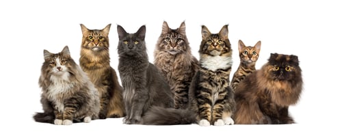 Preview: Group of cats sitting, isolated on white
