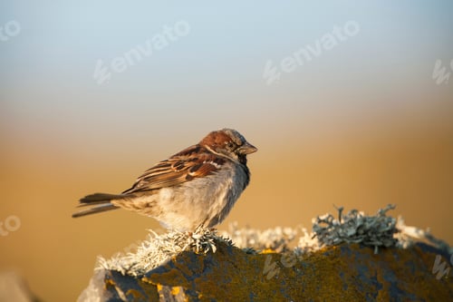 Vista previa: House Sparrow (passer domesticus) side view on wall, Fair Isle, Shetland, United Kingdom