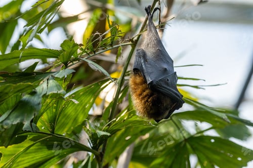 Preview: Rodrigues fruit bat (Pteropus rodricensis) hanging from a branch