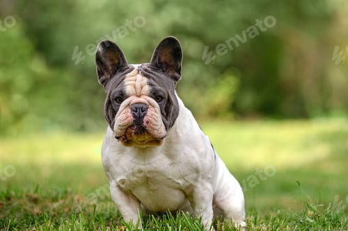 Preview: French Bulldog sitting on a green lawn, copy space.