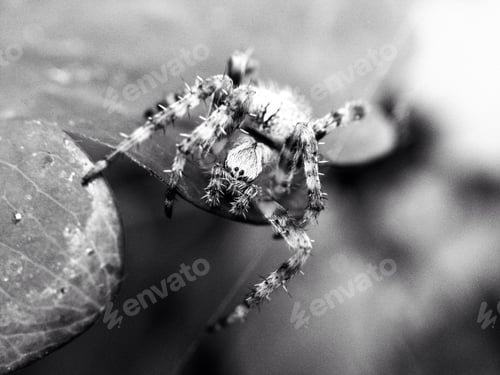 Preview: Close up of a garden spider on a leaf