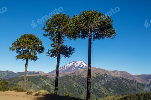 Preview: Araucaria