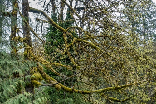 Preview: Moss Covers Tree Branches At Falming Geyser State Park In Washington State.