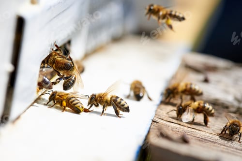 Preview: Worker honey bees