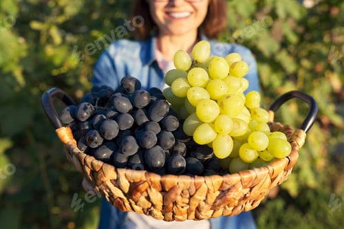 Preview: Close-up basket with green and blue grapes in hands of woman