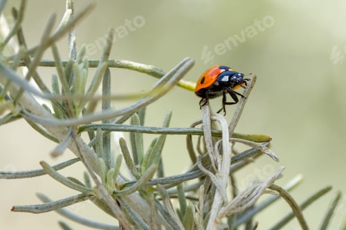 Preview: Closeup shot of a vibrant lady beetle on a green plant