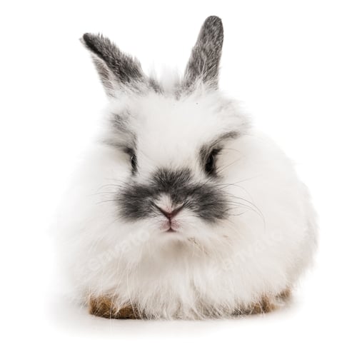 Preview: White rabbit