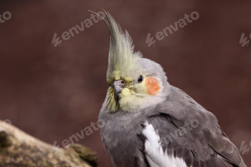 Preview: cockatiel, bird, pet, parrot