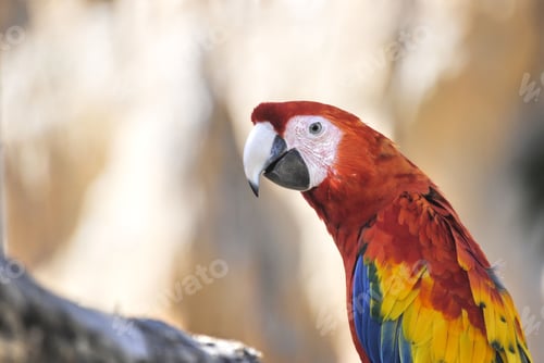 Preview: Vibrant scarlet macaw isolated on a blurry background. Ara macao.