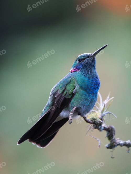 Preview: Vertical closeup shot of a ruby-throated hummingbird