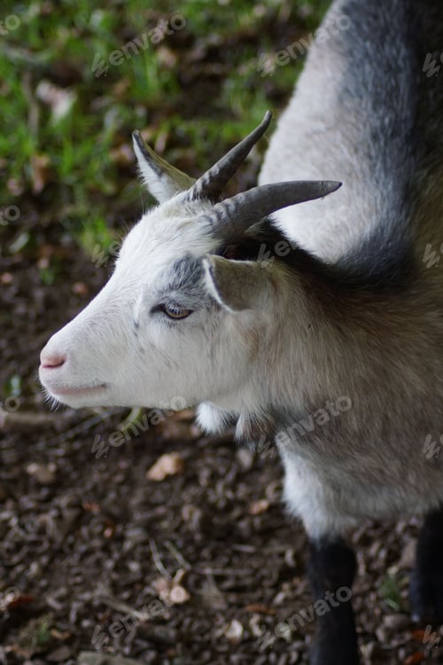 Preview: Closeup of goat in the garden